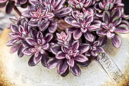 ּ̫ſعȨת йΪعɹɶ